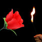 🔥Magic Rose - Torch to Rose💖