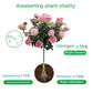 🔥Snabbt rotande och blommande pulver （50% rabatt）